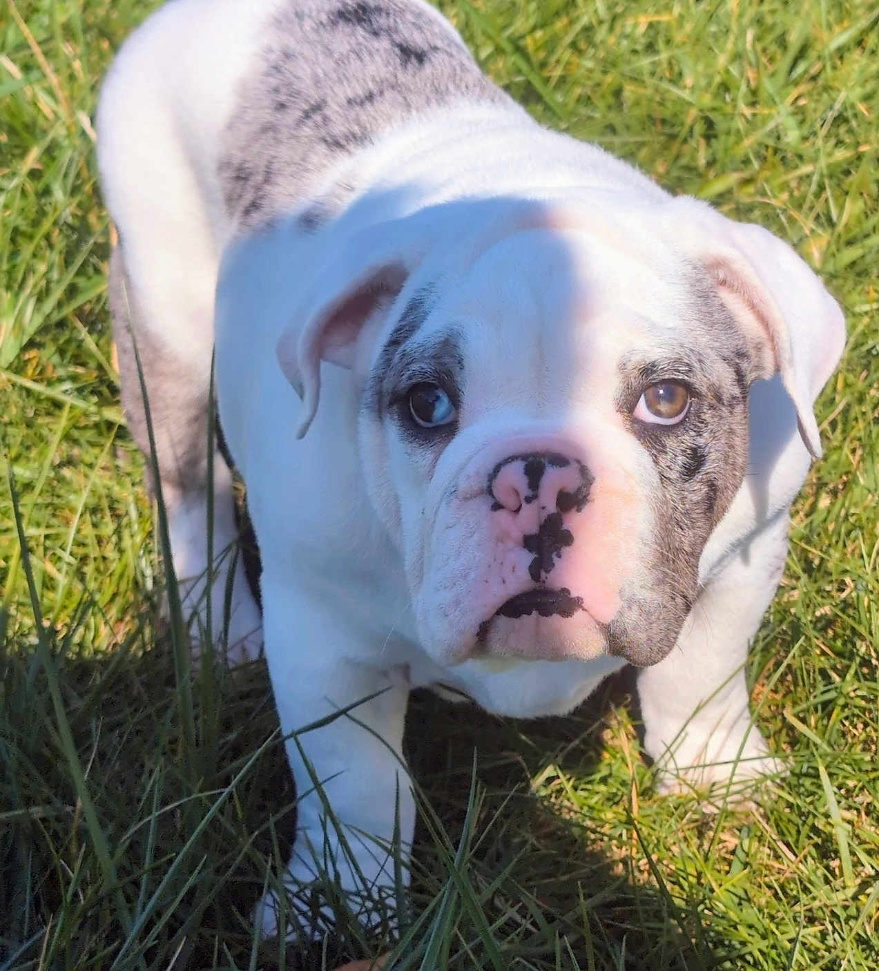 Eeyore joined the competition — help win amazing prizes! bulldog, puppy, dog, grass, outdoor, pet, animal, white, black_spots, heterochromia, eyes, cute, young, sunlight, shadow, nature, mammal, snout, ears, fur