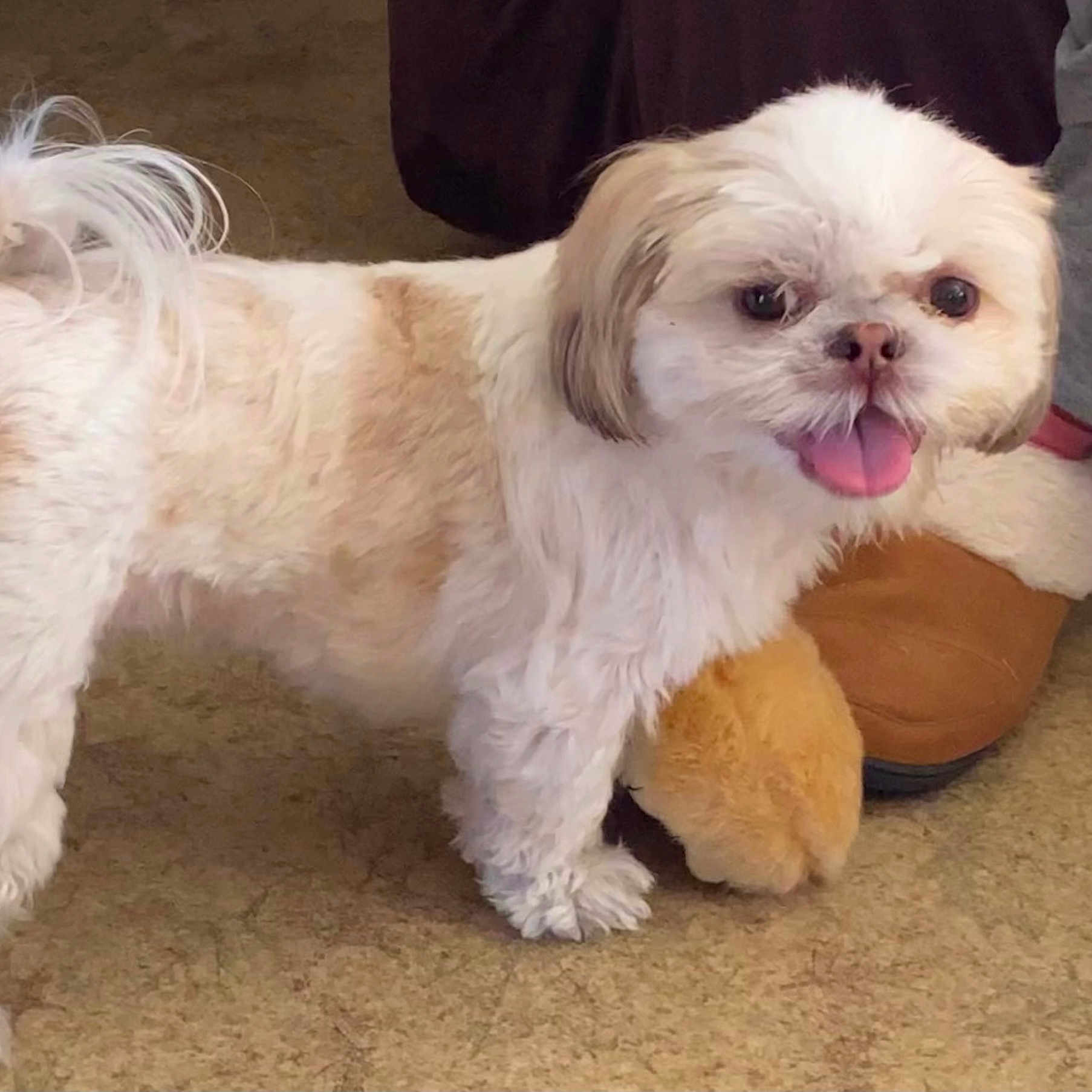 Pookie Lucca joined the competition — help win amazing prizes! dog, small_dog, fluffy, white_fur, light_brown_fur, tongue_out, pet, carpet, plush_toy, slipper, indoor, cute, animal, companion, happy, fur, paw, face, tongue, standing