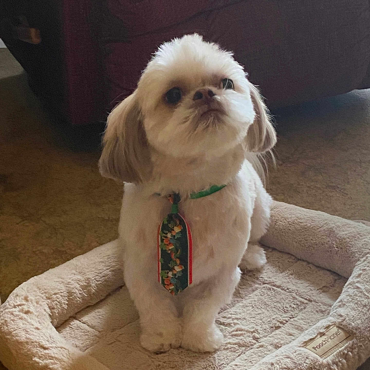 Pookie Lucca is registered to the contest to win money with this photo: animal, brown_ears, carpet, companion, cozy, cute, dog, dog_bed, domestic, fluffy, home, indoor, looking_up, pet, plush_bed, portrait, sitting, small_dog, tie, white_dog