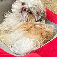 Pookie Lucca joined the competition — help win amazing prizes! dog, pet_bed, fluffy, curious, indoor, resting, cozy, cute, small_dog, white_fur, brown_fur, animal, companion, relaxed, looking_back, soft_texture, bed, fur, canine, cute_pet