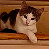 Mimi is registered to the contest to win money with this photo: animal, cat, closeup, cozy, curious, cute, domestic, ears, feline, furry, gray, indoor, looking, mammal, paw, pet, resting, white, wood, young