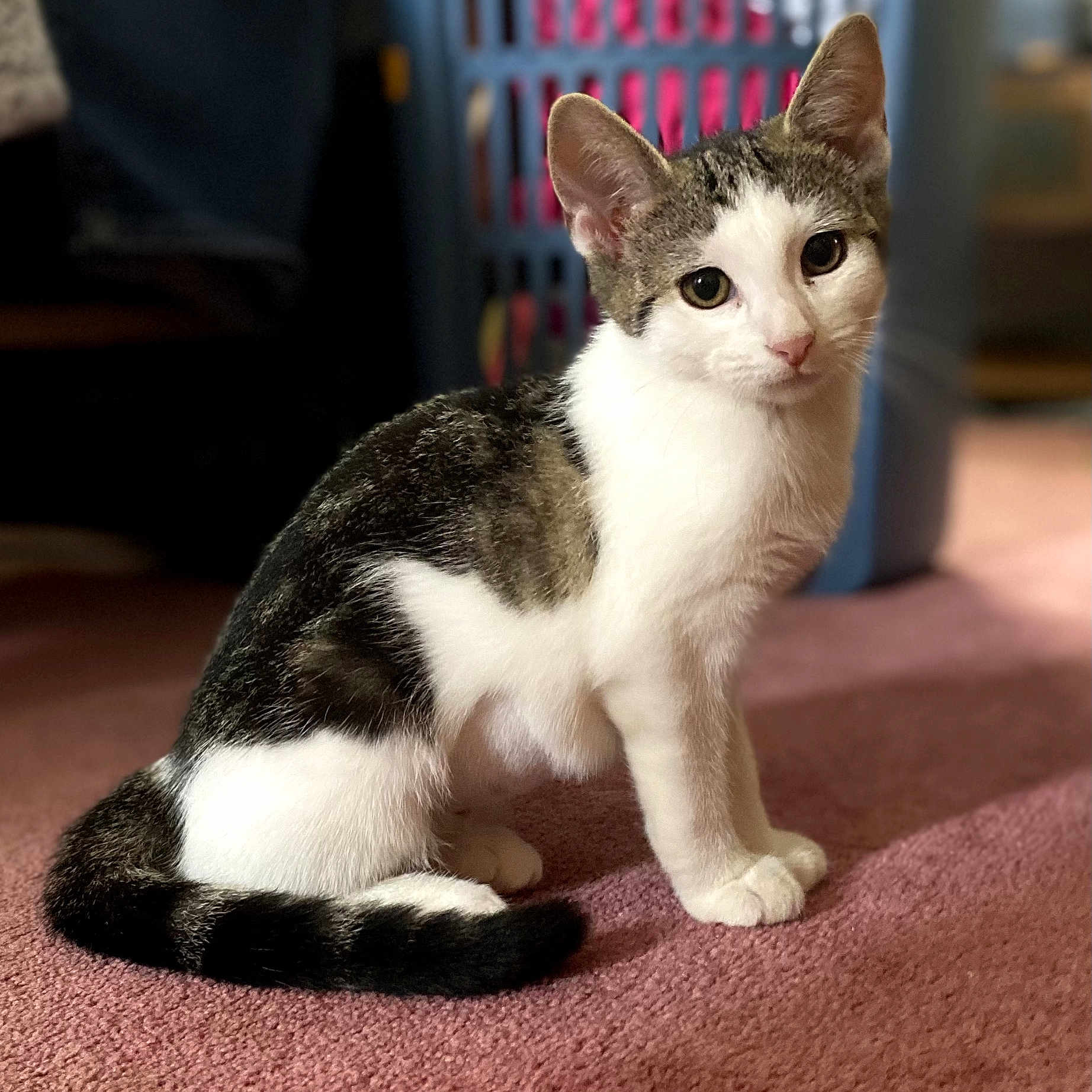 Mimi