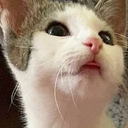 Mimi is registered to the contest to win money with this photo: adorable, animal, brown_fur, cat, close_up, curious, cute, ears, expression, face, fur, indoor, looking_up, muzzle, pet, pink_nose, tongue, whiskers, white_fur, young