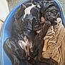 Moose is registered to the contest to win money with this photo: dog, black_dog, pet_bed, blanket, indoor, resting, relaxed, paw, animal, canine, fur, sleepy, cute, companion, domestic_animal, laying_down, cozy, bed, portrait, home