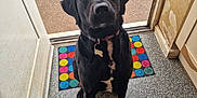 Moose joined the competition — help win amazing prizes! dog, black_dog, pet, indoor, doorway, mat, colorful, polka_dot, floor, looking_up, collar, tag, waiting, curious, animal, canine, portrait, house, door, home