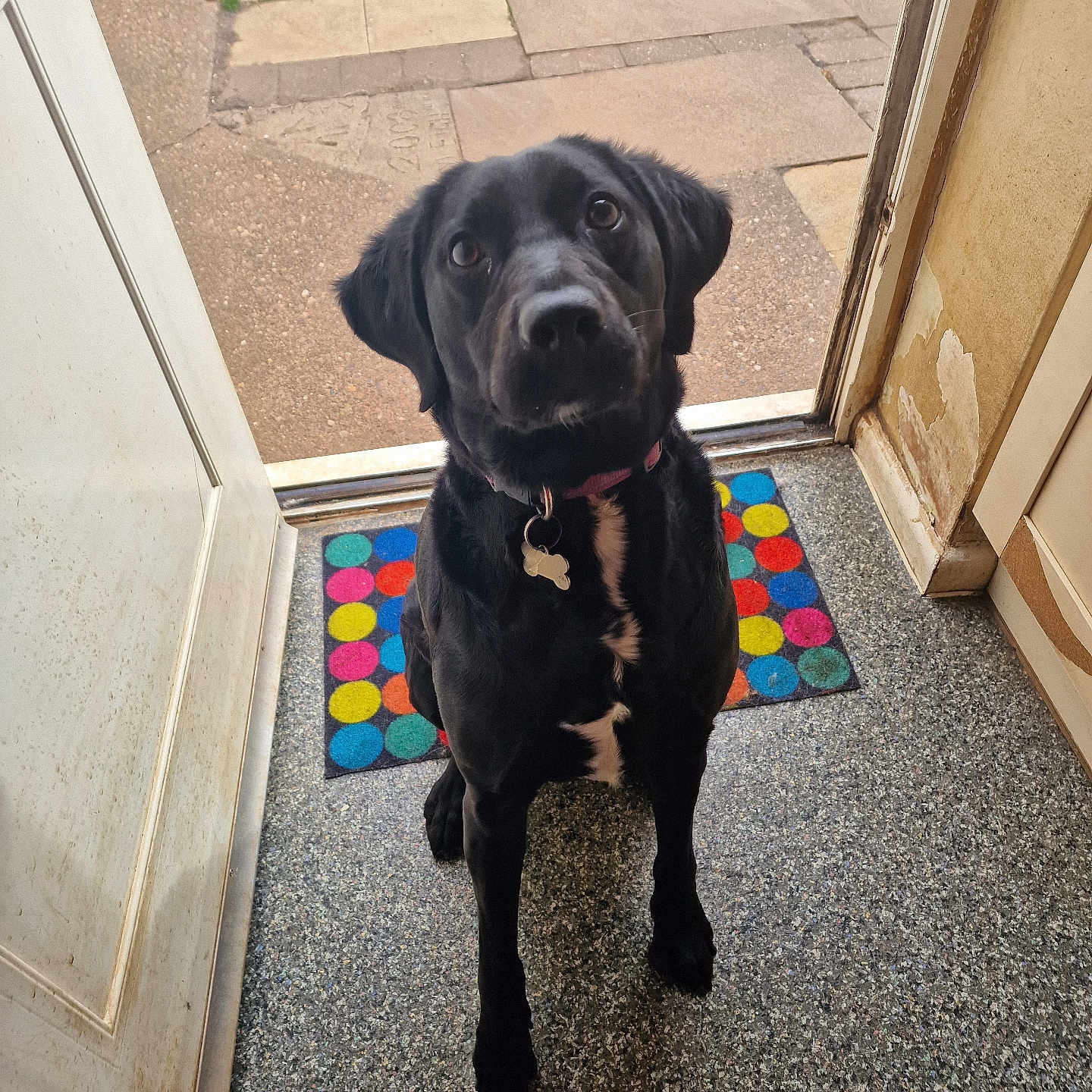 Moose joined the competition — help win amazing prizes! animal, black_dog, canine, collar, colorful, curious, dog, door, doorway, floor, home, house, indoor, looking_up, mat, pet, polka_dot, portrait, tag, waiting