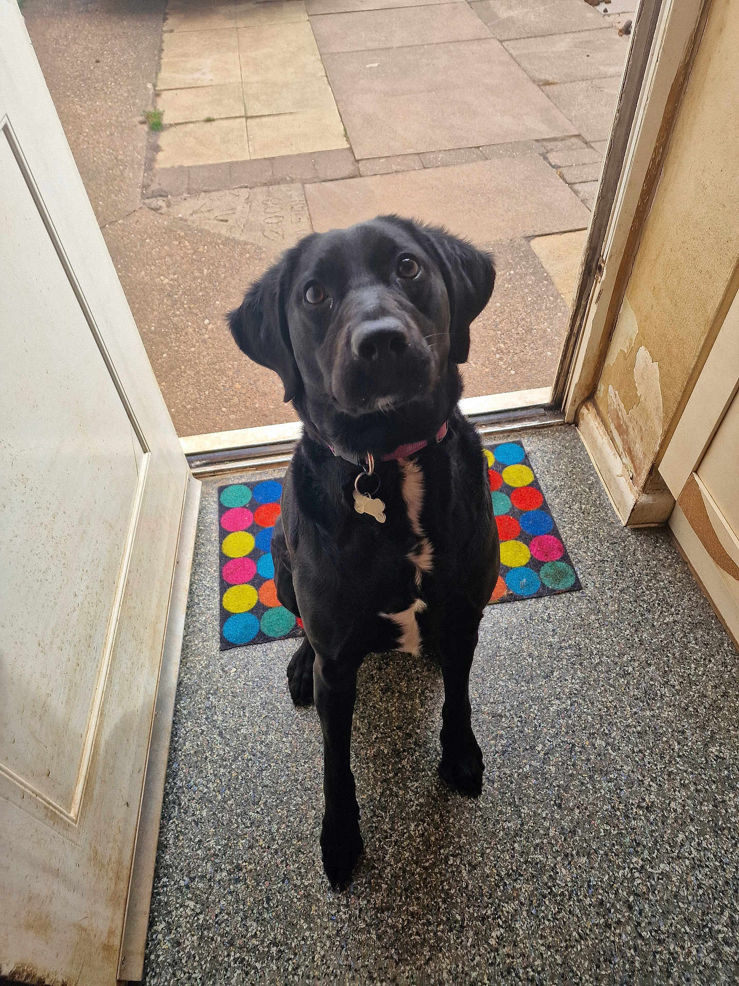Moose joined the competition — help win amazing prizes! dog, black_dog, pet, indoor, doorway, mat, colorful, polka_dot, floor, looking_up, collar, tag, waiting, curious, animal, canine, portrait, house, door, home