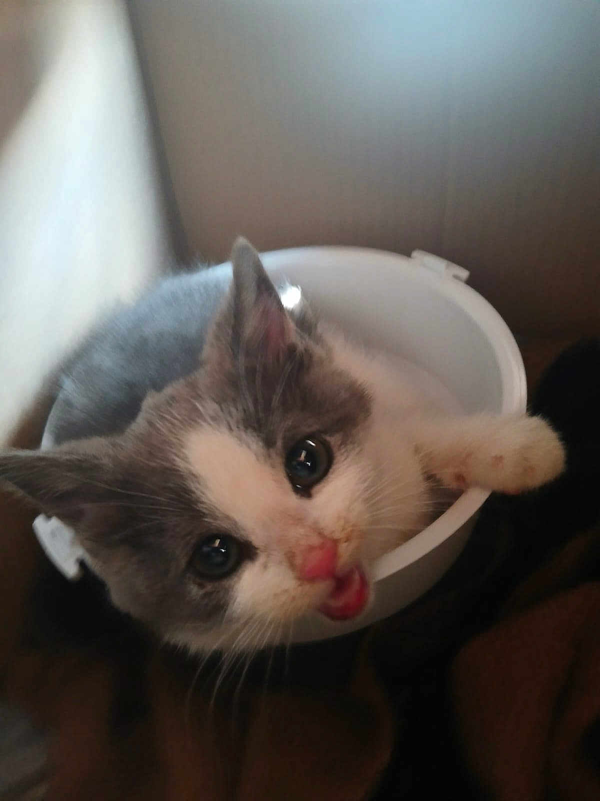 Willow is registered to the contest to win money with this photo: kitten, cat, gray, white, pet, cute, animal, container, indoors, close_up, whiskers, ears, eyes, nose, mouth, curious, feline, small, young, fur