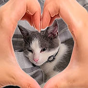 Willow joined the competition — help win amazing prizes! cat, kitten, hands, heart_shape, gray_and_white, sleepy, pink_nose, collar, plaid_blanket, bedroom, cozy, indoor, pet, cute, close_up, fur, resting, soft, animal, domestic