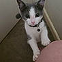 Willow is registered to the contest to win money with this photo: kitten, cat, pet, curious, gray_and_white, collar, bell, paw, floor, person, knee, indoor, hallway, looking_up, animal, whiskers, ears, young, cute, feline