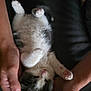 Willow joined the competition — help win amazing prizes! kitten, sleeping, hands, pet, cute, fur, pink_paws, black_and_white, domestic_animal, resting, cozy, animal, small, feline, soft, cute_pet, peaceful, indoor, closeup, tender