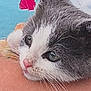 Willow is registered to the contest to win money with this photo: kitten, cat, close_up, resting, grey, white, fur, whiskers, pink_nose, person, arm, indoor, colorful_background, blue, red, soft_light, young_cat, pet, animal, cute