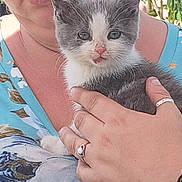 Willow is registered to the contest to win money with this photo: kitten, cat, person, hand, ring, watch, face, animal, pet, holding, closeup, gray_and_white, outdoor, floral_shirt, nail, skin, cute, young_animal, portrait, feline