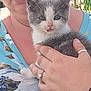 kitten, cat, person, hand, ring, watch, face, animal, pet, holding, closeup, gray_and_white, outdoor, floral_shirt, nail, skin, cute, young_animal, portrait, feline