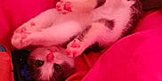 Willow joined the competition — help win amazing prizes! animal, cat, cozy, cute, feline, fur, indoor, kitten, mushroom, paws, pet, pink_blanket, playful, plush_toy, remote_control, resting, sleeping, soft, upside_down, young