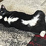 cat, tuxedo_cat, black_and_white, lying_down, carpet, indoor, pet, feline, whiskers, paws, alert, playful, fur, animal, domestic_animal, resting, cute, relaxed, home, patterned_rug
