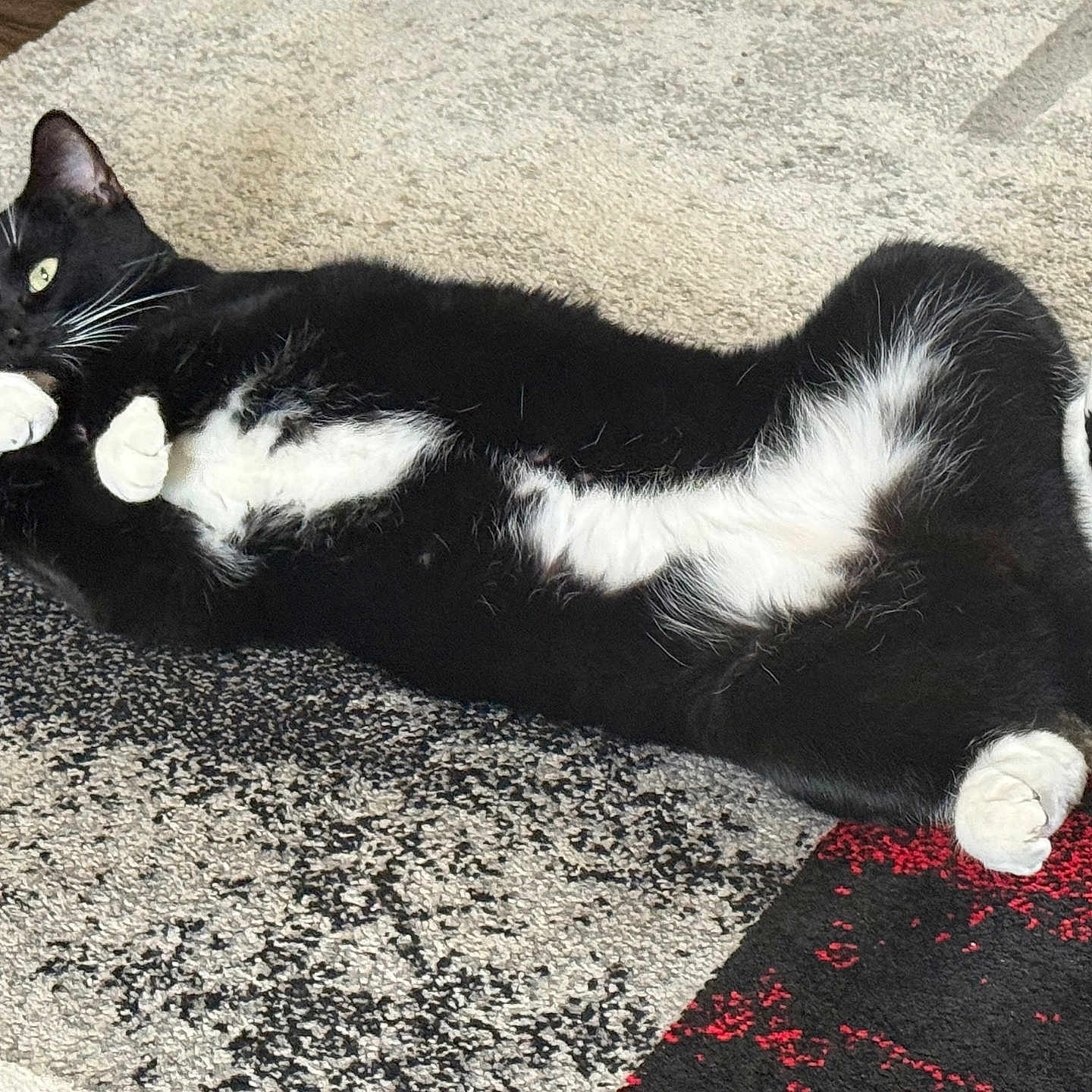 Oreo is registered to the contest to win money with this photo: alert, animal, black_and_white, carpet, cat, cute, domestic_animal, feline, fur, home, indoor, lying_down, patterned_rug, paws, pet, playful, relaxed, resting, tuxedo_cat, whiskers