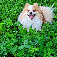 Aleister joined the competition — help win amazing prizes! dog, happy, smiling, fluffy, greenery, clover, outdoor, nature, grass, pet, cute, animal, garden, fur, small_dog, playful, sunlight, leafy, joyful, tail