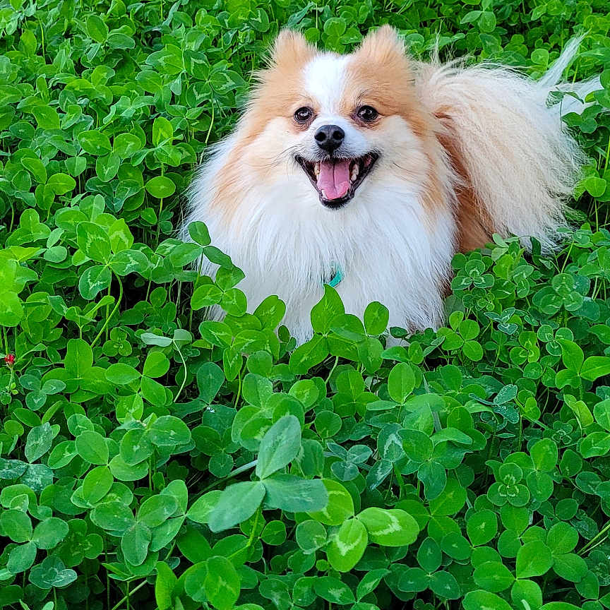 Aleister joined the competition — help win amazing prizes! dog, happy, smiling, fluffy, greenery, clover, outdoor, nature, grass, pet, cute, animal, garden, fur, small_dog, playful, sunlight, leafy, joyful, tail