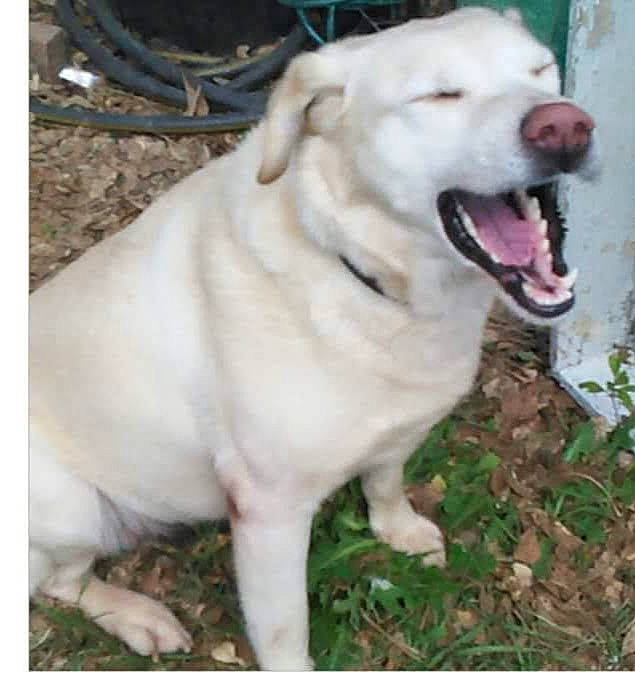 Joy is registered to the contest to win money with this photo: carnivore, companion_dog, dog, dog_breed, fang, grass, livestock_guardian_dog, non_sporting_group, pet_supply, plant, polish_tatra_sheepdog, retriever, sporting_group, tail, whiskers, working_animal, working_dog