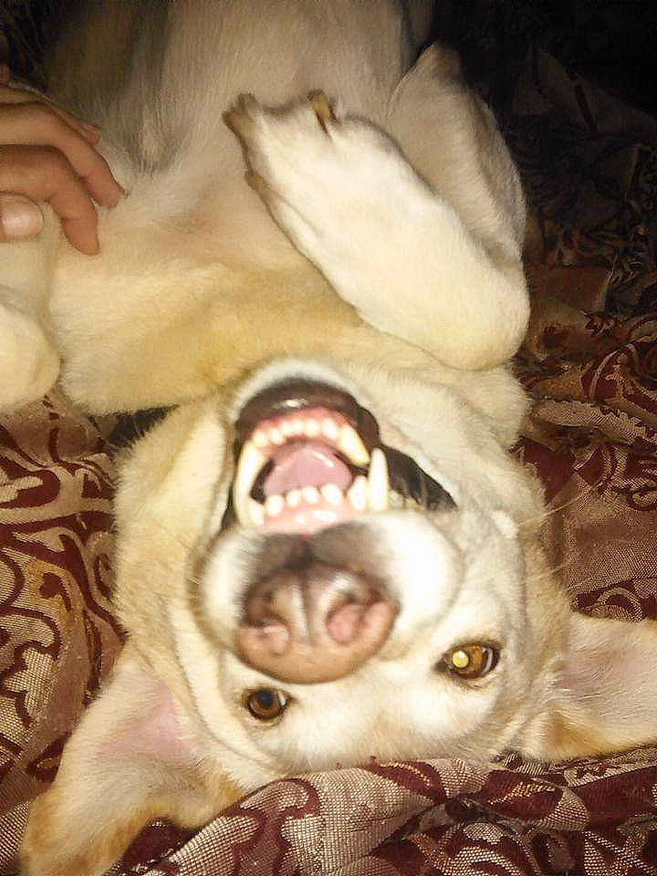 Joy is registered to the contest to win money with this photo: canidae, carnivore, comfort, companion_dog, dog, dog_breed, fang, fawn, felidae, fur, jaw, liver, paw, small_to_medium_sized_cats, smile, snout, sporting_group, terrestrial_animal, whiskers, yawn