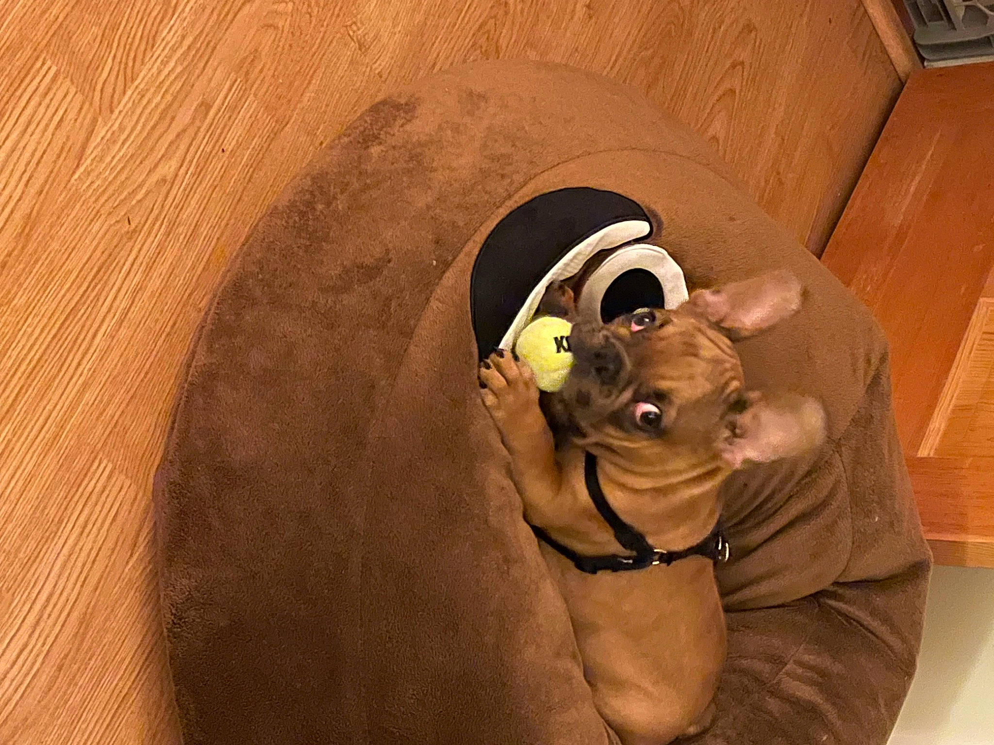 Rosco joined the competition — help win amazing prizes! canidae, carnivore, collar, companion_dog, dog, dog_breed, dog_collar, eyewear, fawn, flooring, hardwood, helmet, liver, personal_protective_equipment, pet_supply, snout, sporting_group, terrestrial_animal, wood, working_animal