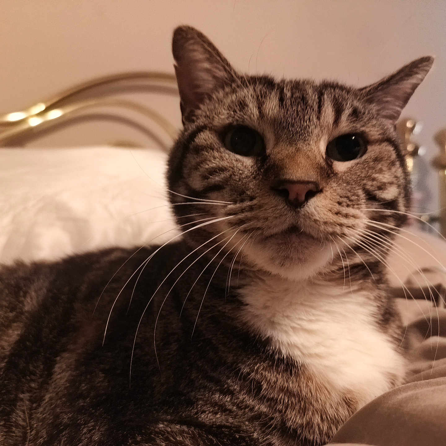Buster is registered to the contest to win money with this photo: animal, bed, cat, close_up, comfortable, cozy, cute, domestic_animal, feline, fur, household, indoor, pet, portrait, relaxed, resting, soft_lighting, striped, tabby_cat, whiskers