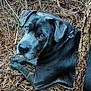 animal, black_dog, brown, canine, collar, curious, dog, ears, forest, fur, laying_down, nature, outdoor, paw, pet, pine_needles, resting, snout, tree_trunk, woodland