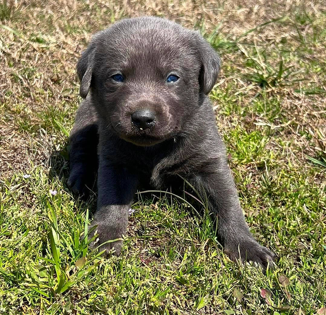 Ruger is registered to the contest to win money with this photo: borador, canidae, carnivore, companion_dog, dog, dog_breed, fur, grass, groundcover, gun_dog, plant, puppy, sporting_group, terrestrial_animal, whiskers, working_animal