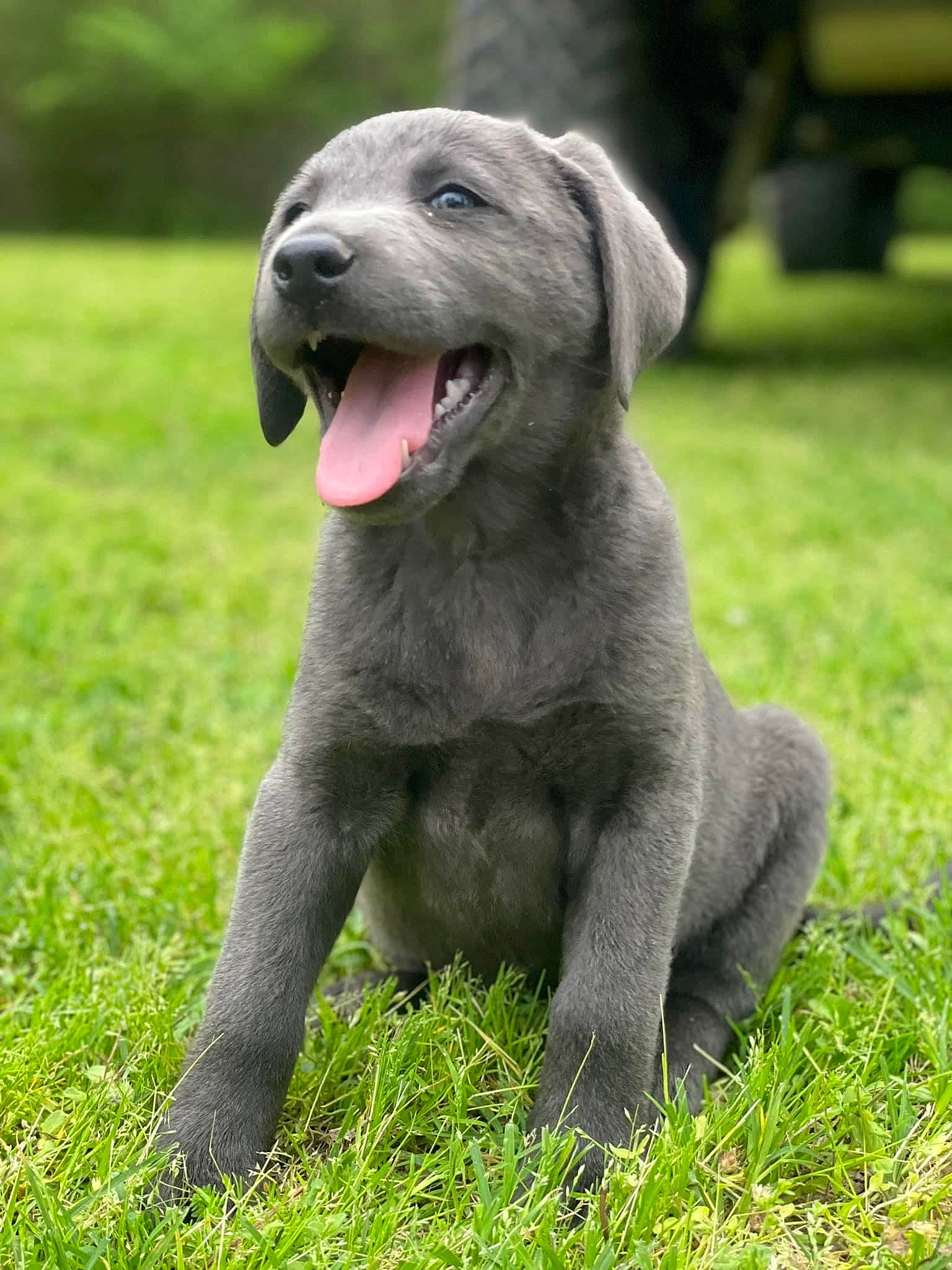 Ruger is registered to the contest to win money with this photo: canidae, carnivore, collar, companion_dog, dog, dog_breed, fawn, grass, grassland, gun_dog, non_sporting_group, plant, puppy, snout, sporting_group, terrestrial_animal, whiskers, working_animal, working_dog