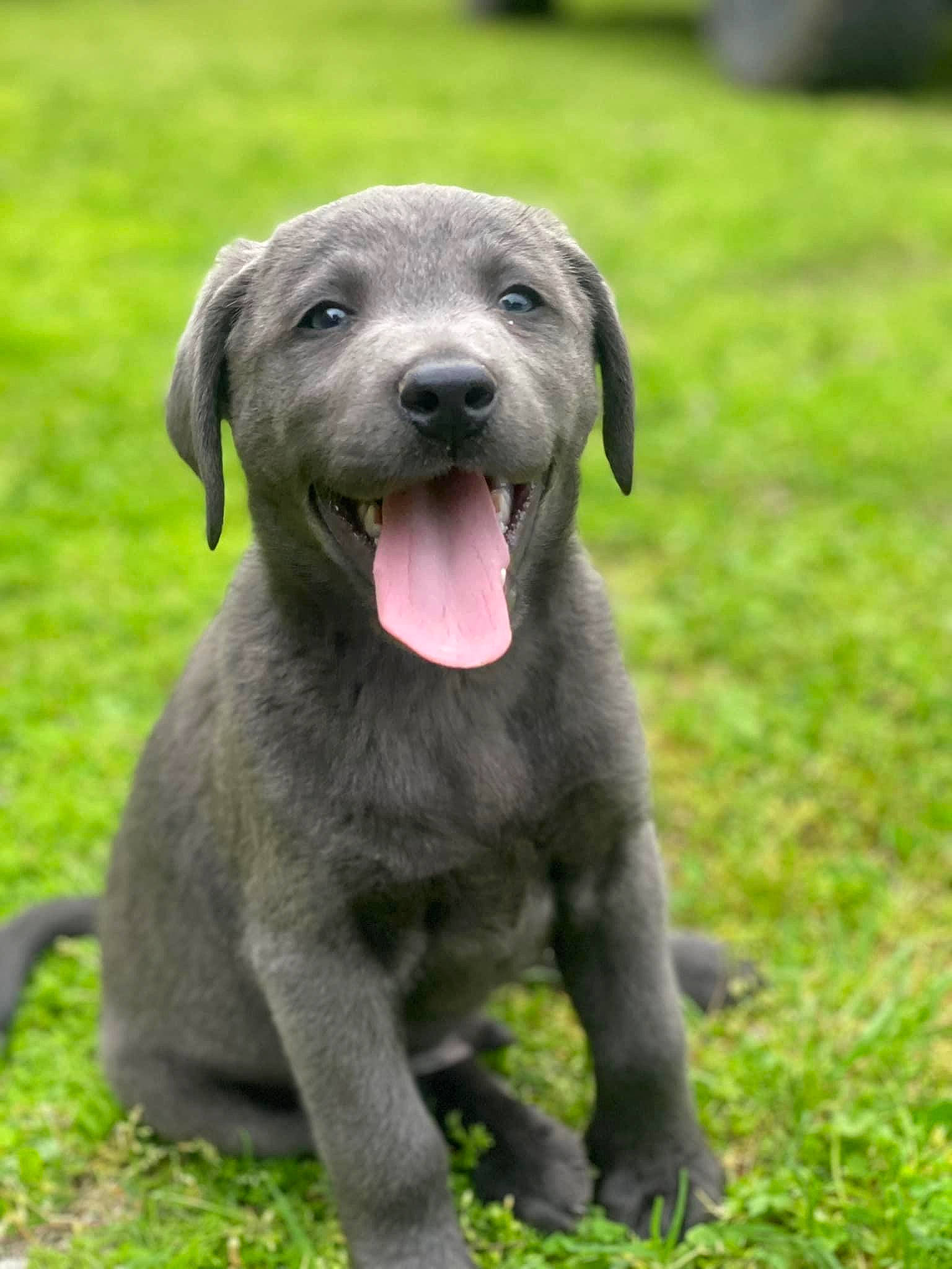 Ruger joined the competition — help win amazing prizes! canidae, carnivore, collar, companion_dog, dog, dog_breed, fawn, grass, grassland, gun_dog, liver, nature, plant, snout, sporting_group, terrestrial_animal, whiskers, wildlife, working_animal, working_dog