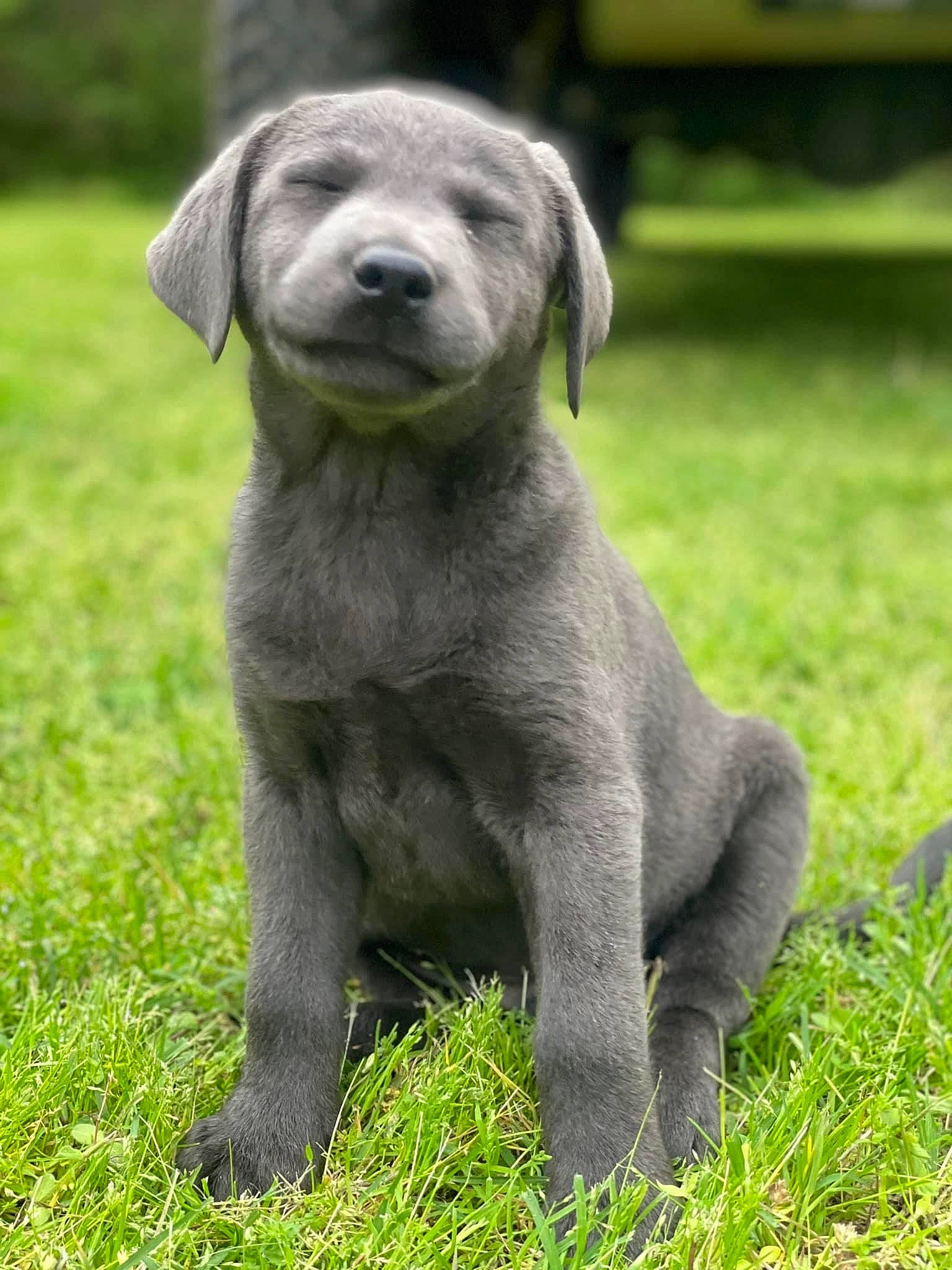 Ruger joined the competition — help win amazing prizes! art, carnivore, companion_dog, dog, dog_breed, garden, grass, grassland, groundcover, gun_dog, herb, plant, snout, sporting_group, tail, terrestrial_animal, tree, vegetable, whiskers, working_animal