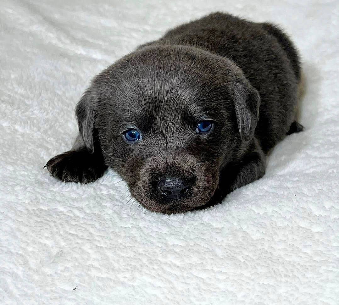 Ruger joined the competition — help win amazing prizes! borador, canidae, carnivore, companion_dog, dog, dog_breed, electric_blue, fawn, fur, grey, liver, snout, snow, sporting_group, terrestrial_animal, whiskers, working_animal