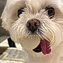 Mochi joined the competition — help win amazing prizes! dog, white_dog, fluffy, close_up, pet, tongue_out, ball, indoor, carpet, cute, animal, nose, eyes, mouth, playful, fur, small_dog, companion, domestic_animal, portrait