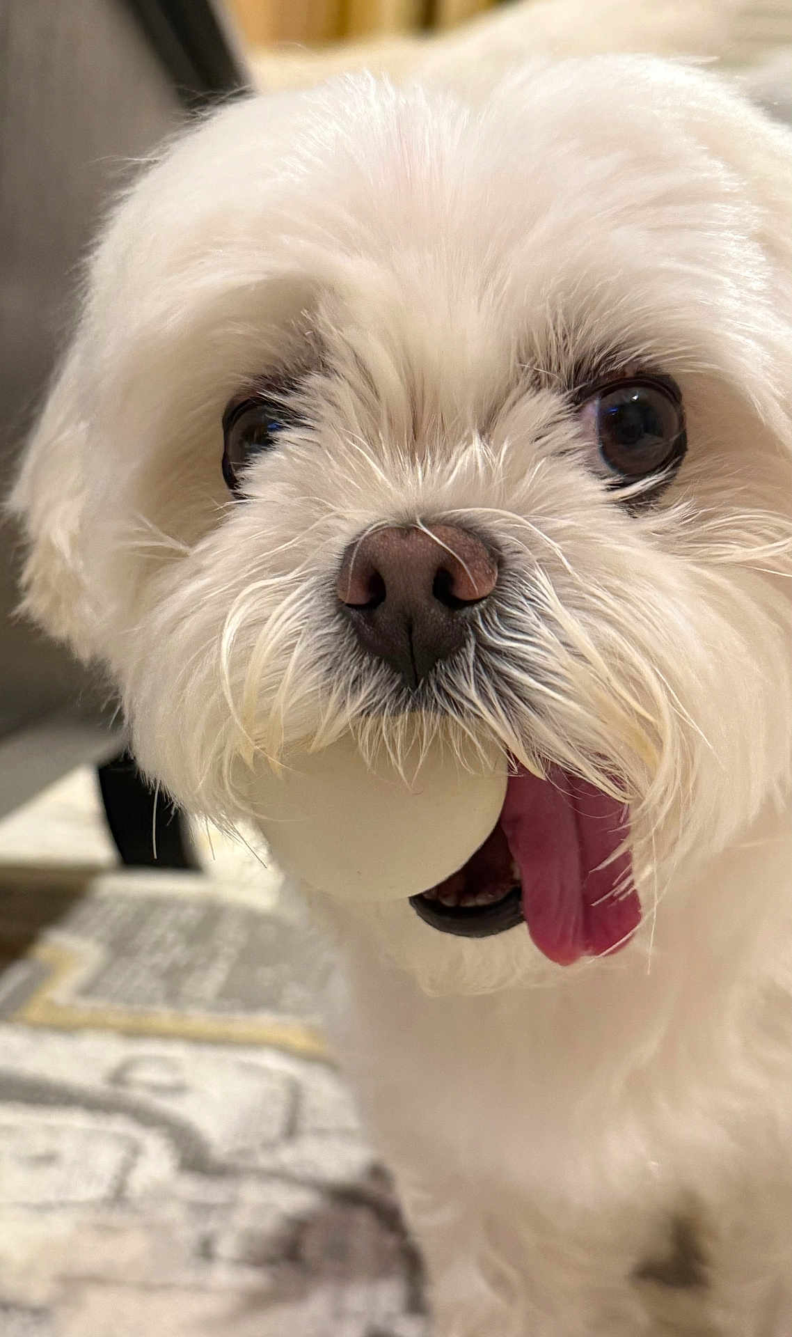 Mochi joined the competition — help win amazing prizes! dog, white_dog, fluffy, close_up, pet, tongue_out, ball, indoor, carpet, cute, animal, nose, eyes, mouth, playful, fur, small_dog, companion, domestic_animal, portrait