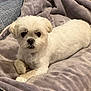 Mochi is registered to the contest to win money with this photo: dog, white_dog, pet, canine, blanket, couch, indoor, fur, paws, relaxed, looking_at_camera, domestic_animal, cozy, soft_texture, furniture, resting, companion, animal, cute, small_dog