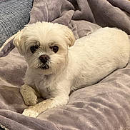 Mochi joined the competition — help win amazing prizes! dog, white_dog, pet, canine, blanket, couch, indoor, fur, paws, relaxed, looking_at_camera, domestic_animal, cozy, soft_texture, furniture, resting, companion, animal, cute, small_dog