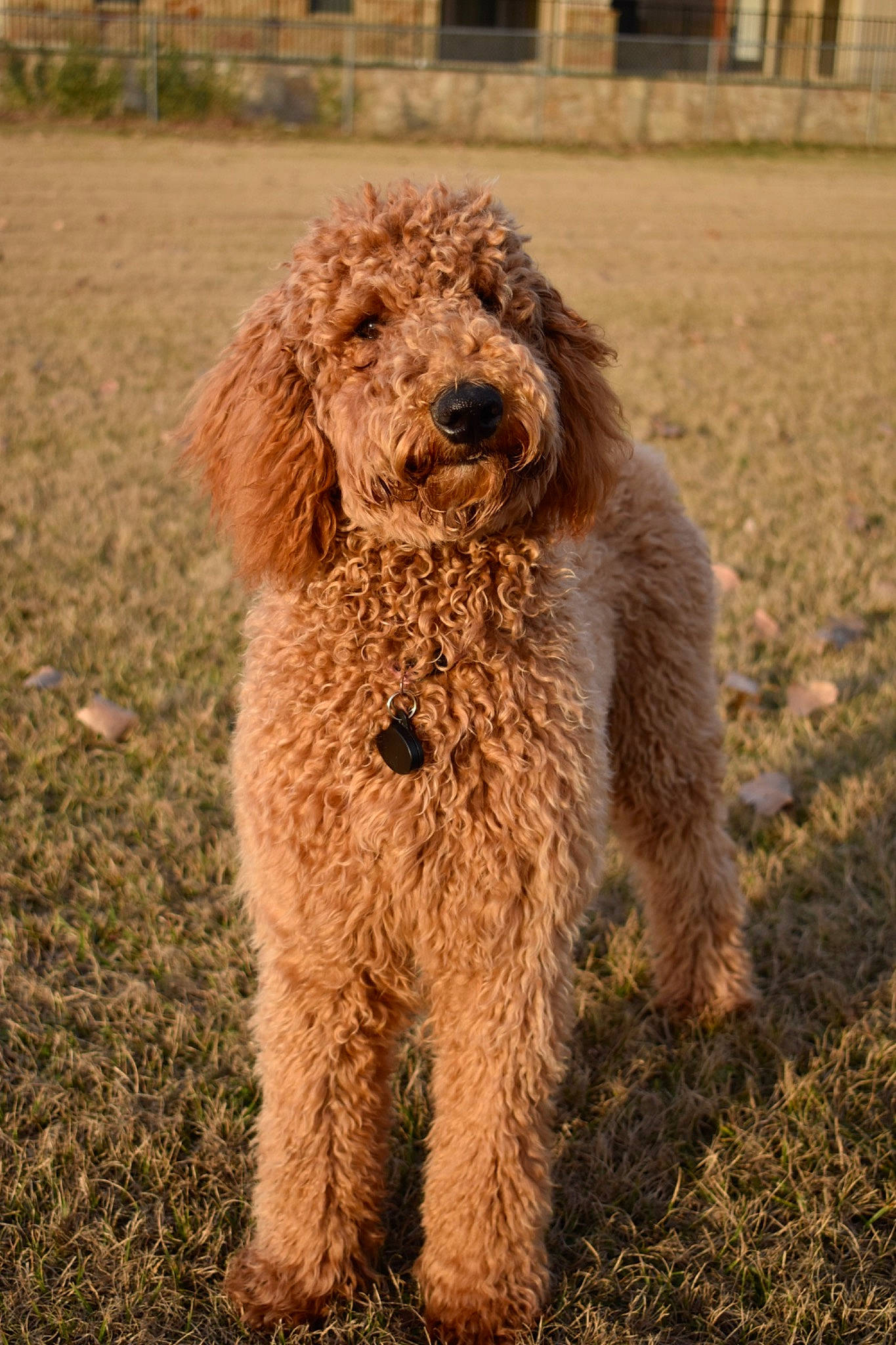 Honey joined the competition — help win amazing prizes! building, canidae, carnivore, circle, companion_dog, dog, dog_breed, event, grass, hunting_dog, non_sporting_group, poodle, poodle_crossbreed, snout, soil, sporting_group, terrestrial_animal, terrier, water_dog, working_animal