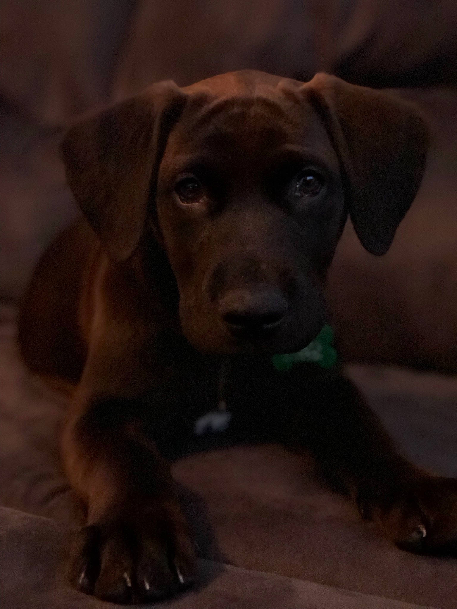 Remmy joined the competition — help win amazing prizes! beagador, canidae, carnivore, dog, dog_breed, fawn, great_dane, labrador_retriever, mammal, patterdale_terrier, pointer, puppy, rare_breed_dog, retriever, snout, sporting_group, vertebrate, vizsla, weimaraner