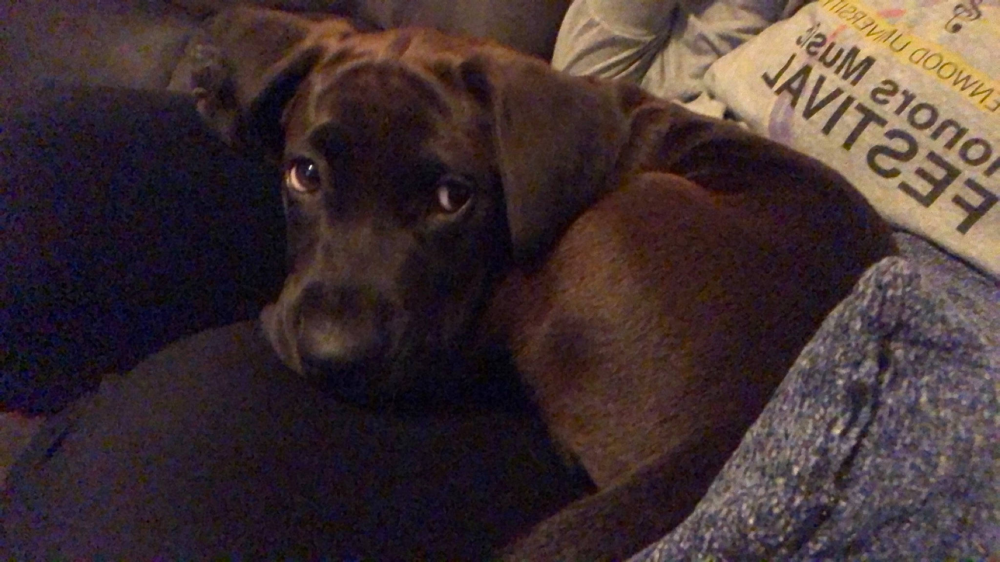 Remmy joined the competition — help win amazing prizes! canidae, carnivore, dog, dog_breed, fawn, labrador_retriever, mammal, mountain_cur, patterdale_terrier, snout, sporting_group, vertebrate