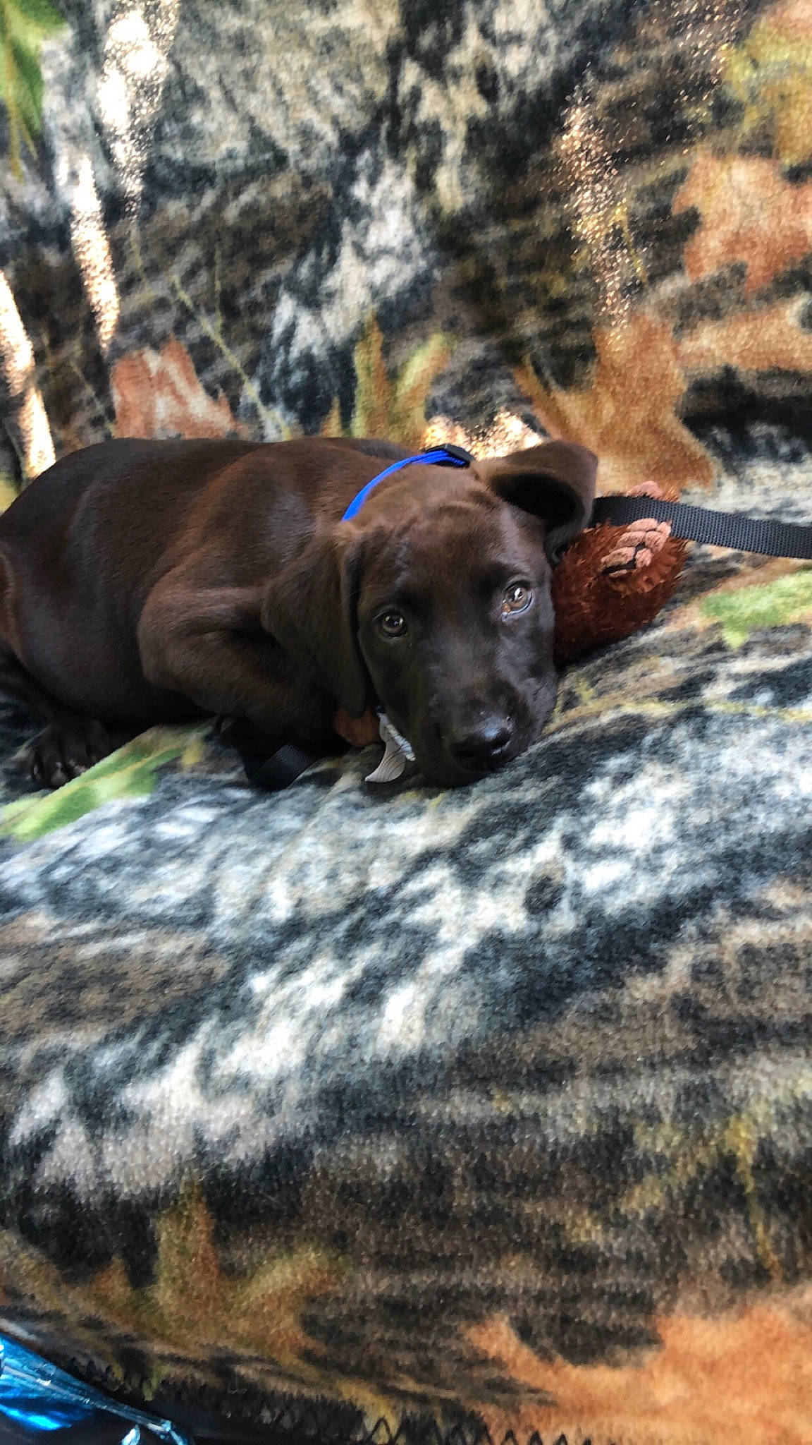 Remmy joined the competition — help win amazing prizes! bavarian_mountain_hound, canidae, carnivore, dog, dog_breed, fawn, hanover_hound, hunting_dog, liver, mountain_cur, plott_hound, snout, sporting_group, vertebrate