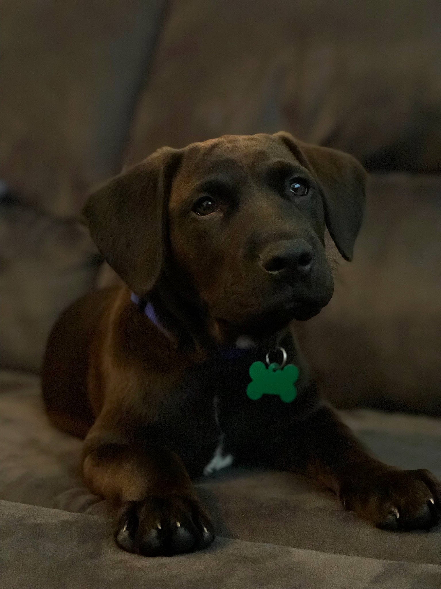 Remmy joined the competition — help win amazing prizes! bavarian_mountain_hound, beagador, broholmer, canidae, carnivore, companion_dog, dog, dog_breed, ear, fawn, hunting_dog, labrador_retriever, mammal, puppy, rare_breed_dog, rhodesian_ridgeback, snout, sporting_group, vertebrate, whiskers