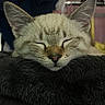 Seal is registered to the contest to win money with this photo: cat, sleeping, close_up, fur, ears, indoor, cozy, blanket, pet, resting, cute, animal, whiskers, face, soft, relaxed, domestic_cat, mammal, peaceful, feline