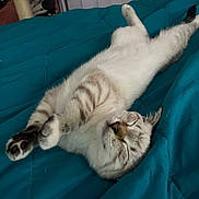 Seal is registered to the contest to win money with this photo: cat, sleeping, bed, blanket, indoor, feline, pet, cozy, relaxed, fur, paw, whiskers, striped, cute, animal, domestic, resting, comfort, soft, peaceful