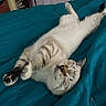 cat, sleeping, bed, blanket, indoor, feline, pet, cozy, relaxed, fur, paw, whiskers, striped, cute, animal, domestic, resting, comfort, soft, peaceful