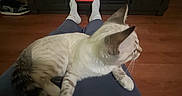 Seal is registered to the contest to win money with this photo: cat, lap, person, fireplace, electric_fireplace, floor, wood_floor, socks, clothing, indoor, home, pet, feline, relaxing, warm, cozy, fur, resting, animal, comfort