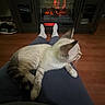 cat, lap, person, fireplace, electric_fireplace, floor, wood_floor, socks, clothing, indoor, home, pet, feline, relaxing, warm, cozy, fur, resting, animal, comfort