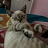 Seal joined the competition — help win amazing prizes! cat, kitten, sleepy, indoor, blanket, feline, pet, domestic_animal, cozy, resting, paw, soft_fur, striped, cute, relaxed, bedroom, pink_wall, door, home, animal