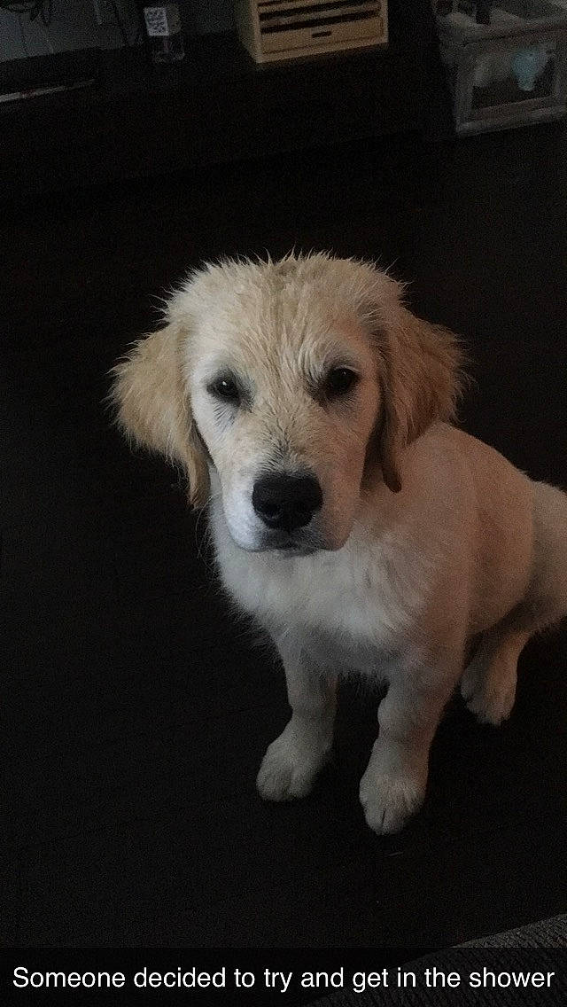 Banjo joined the competition — help win amazing prizes! canidae, carnivore, companion_dog, dog, dog_breed, fawn, fur, golden_retriever, labradoodle, labrador_retriever, mammal, nose, puppy, puppy_love, rare_breed_dog, retriever, small_greek_domestic_dog, snout, sporting_group, vertebrate