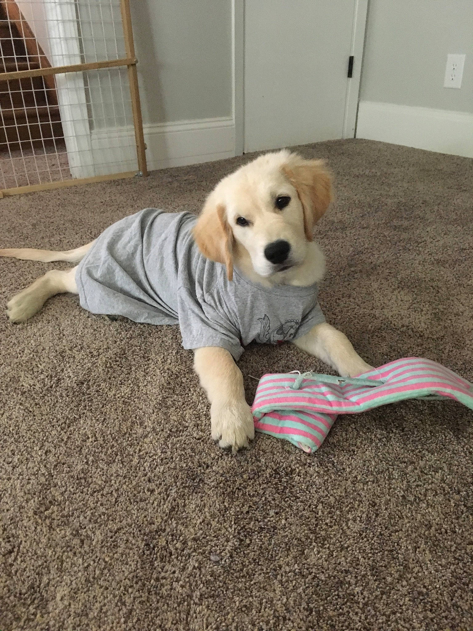 Banjo is registered to the contest to win money with this photo: beagador, canidae, carnivore, companion_dog, dog, dog_breed, fawn, golden_retriever, labrador_retriever, mammal, puppy, rare_breed_dog, retriever, small_greek_domestic_dog, sporting_group, tail, vertebrate